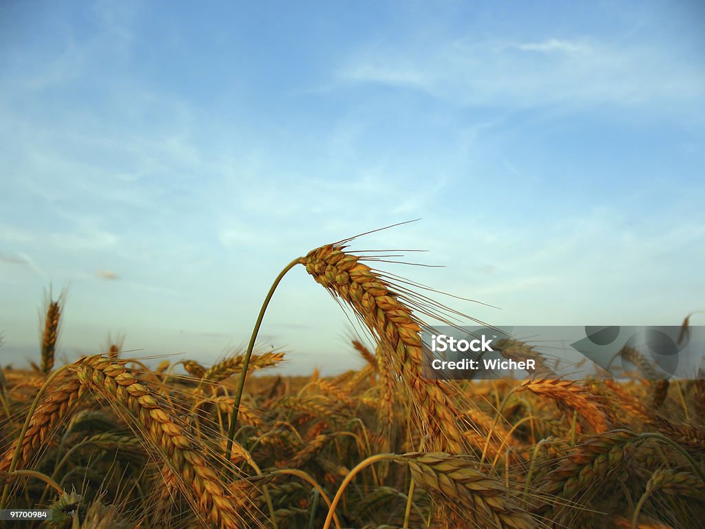 Trigo ao pôr do sol - Royalty-free Agricultura Foto de stock