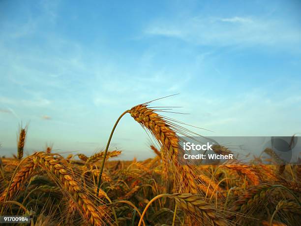 Trigo Ao Pôr Do Sol - Fotografias de stock e mais imagens de Agricultura - Agricultura, Ajardinado, Alimento Básico