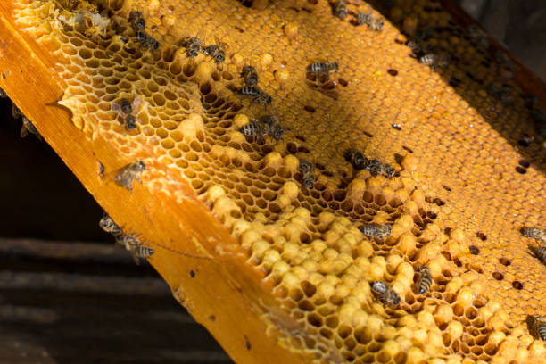 istock Close-up of bees on honeycomb in apiary 917010806
