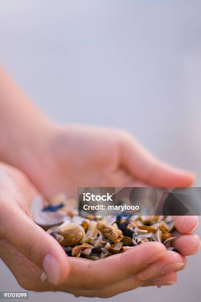 Seashells In Hands Stock Photo - Download Image Now - Adult, Animal Shell, Beach