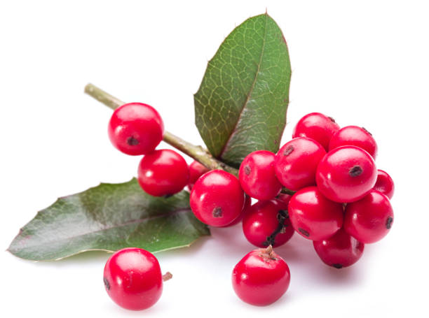 istock European Holly (Ilex) leaves and fruit. 917011198