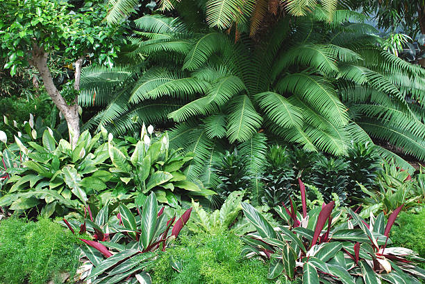 istock Tropical green house garden in Toronto 91701139