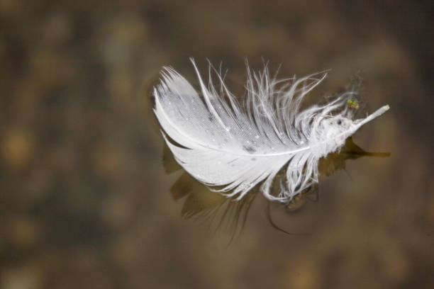 istock white bird feather floats on the water 917013924