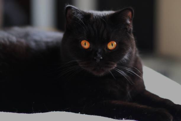 istock Beautiful Black British Shorthair cat 917014004