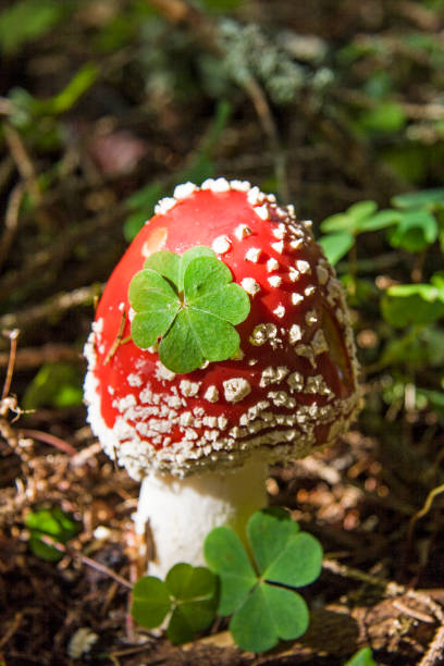 Fly agaric with clover plant - two lucky charms in one place