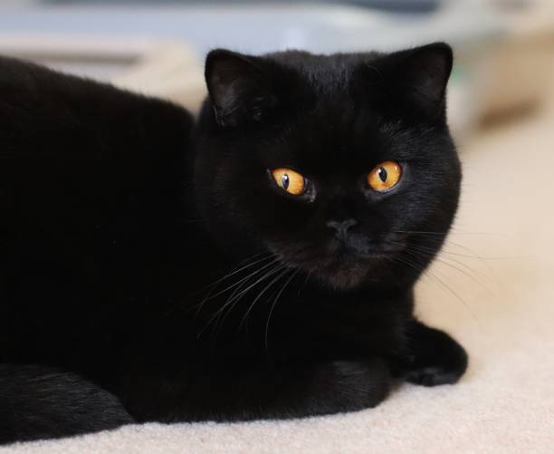 istock Beautiful Black British Shorthair cat 917014028