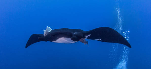istock Black Manta at Socorro 917014608
