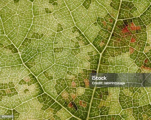 Photo libre de droit de Feuille De Vigne banque d'images et plus d'images libres de droit de Abstrait - Abstrait, Automne, Biologie