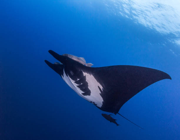 istock Black Manta at Socorro 917016756