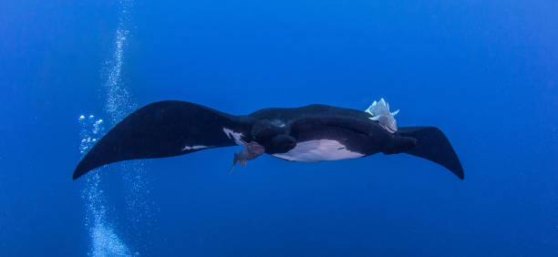 istock Black Manta at Socorro 917016864