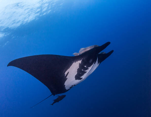 istock Black Manta at Socorro 917016966