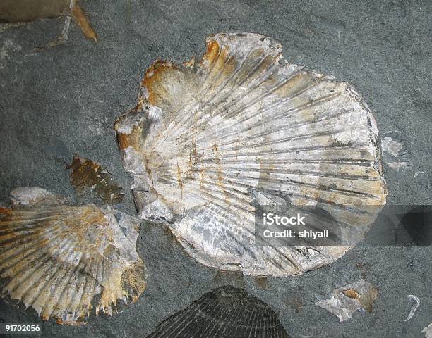 Fossilisiertenjacken Stockfoto und mehr Bilder von Fossil - Fossil, Muschel - Tier, Historisch