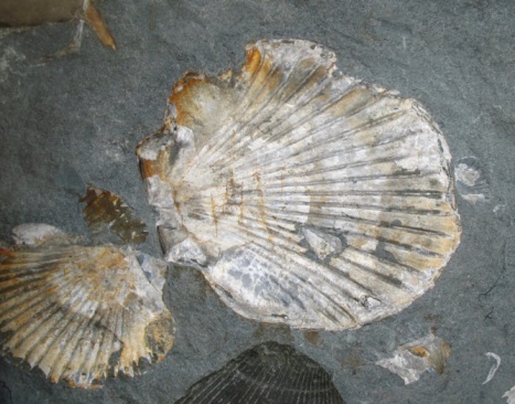 Walls covered with scallop conch shells , weathered, Cambados, Pontevedra province, Galicia, Spain. Idyllic seascape,horizon over water, clear sky.