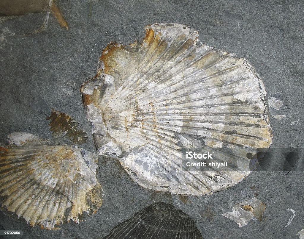 Fossilized Top Shell Shell Fossilized Shells Stock Photo - Download Image Now - Clam - Animal ...