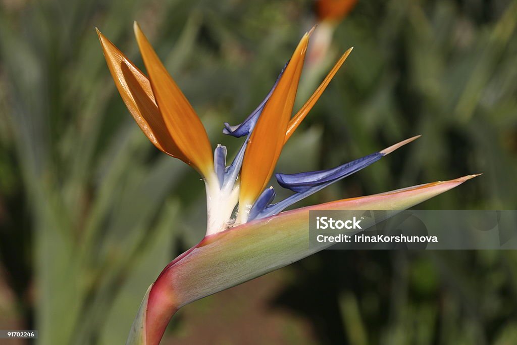 Strelitzia - Стоковые фото Райская птица - растение роялти-фри