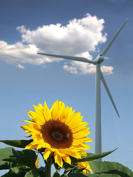 tournesol avec abeille devant un bâtiment actionné par le vent - klimaschutz photos et images de collection