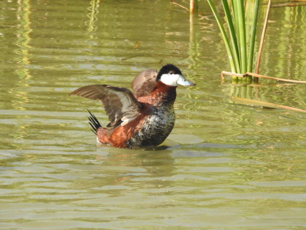 istock Ruddy Duck in His Pond about to Fly 917023968