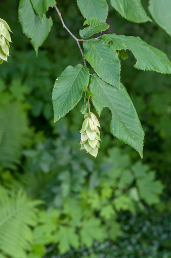 The ironwood or hophornbeam is a deciduous tree with extremely hardwood. The flowers are catkins and the fruit are hops.