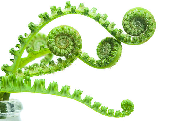 samambaia - fern spiral frond green imagens e fotografias de stock