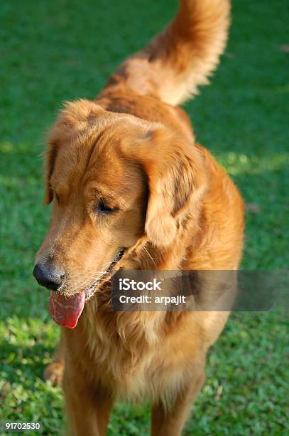 Golden Retriever Cão - Fotografias de stock e mais imagens de Adolescência - Adolescência, Alegria, Amor