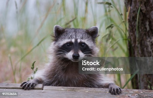 istock Cute Raccoon 91702654