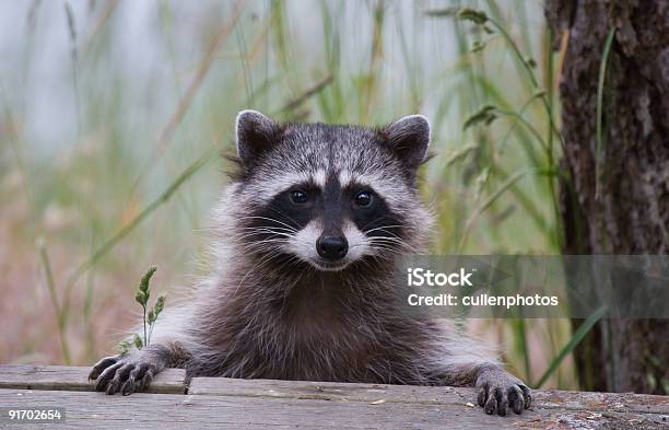 Cute Raccoon Stock Photo - Download Image Now - Raccoon, Cute, Nature