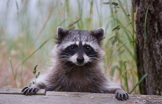 милый енота - raccoon стоковые фото и изображения