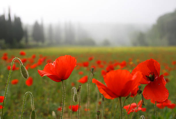red poppy in the wind.