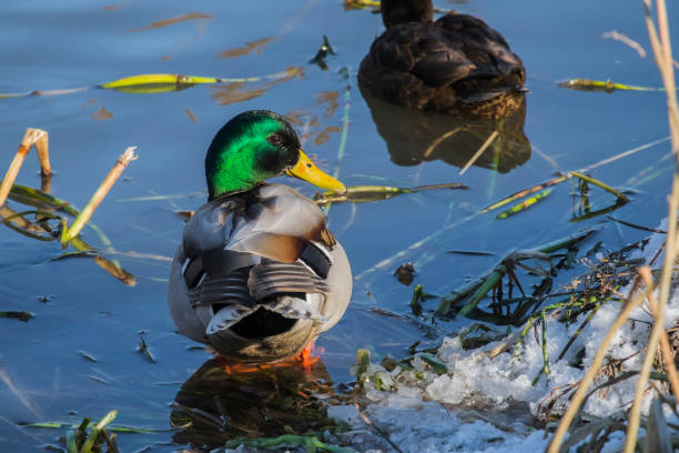 Mallard Drake  standing in cold water and turned around (Anas platyrhynchos)