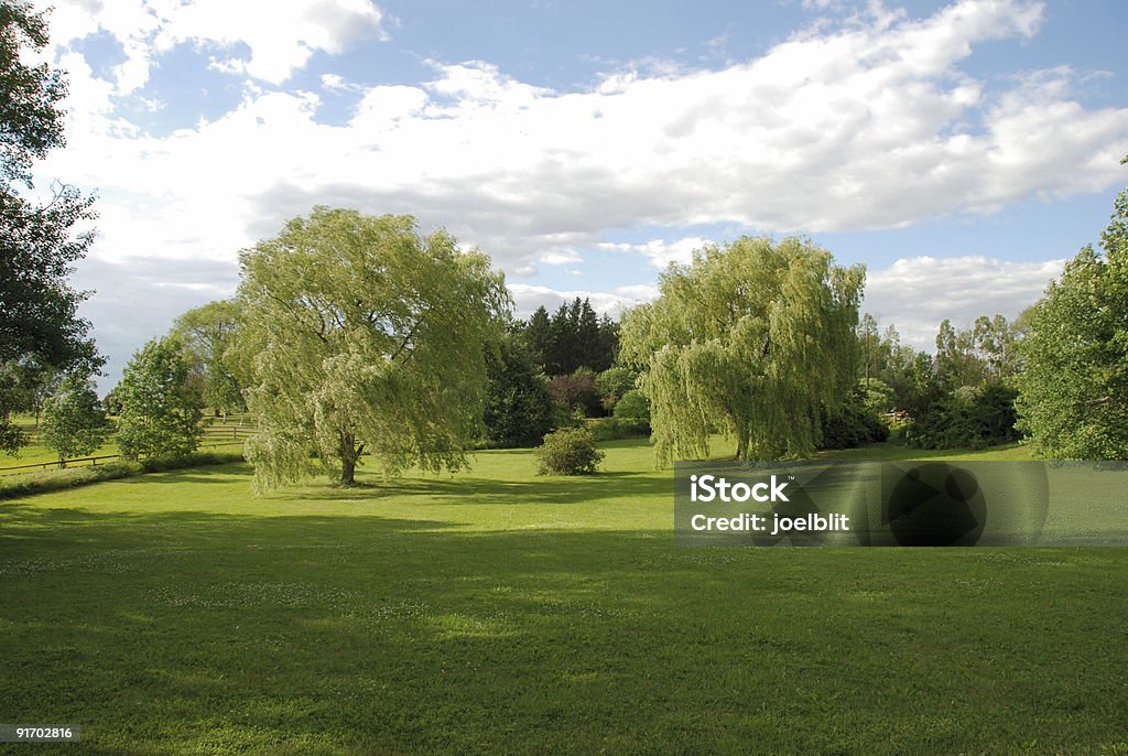 에서는 풍경과 함께 버드나무 - 로열티 프리 0명 스톡 사진