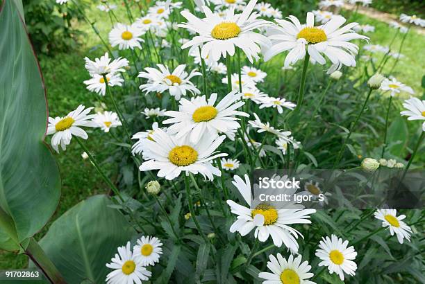 Camomile Stock Photo - Download Image Now - Agricultural Field, Beauty, Beauty In Nature