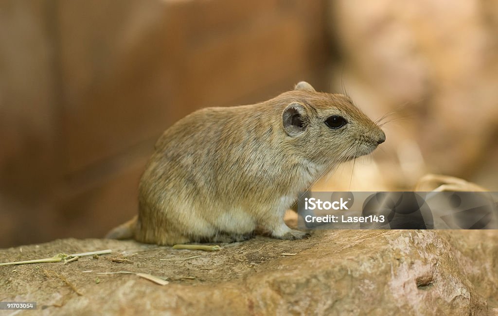 가까이에서 브라운 게르빌루스쥐 - 로열티 프리 게르빌루스쥐 스톡 사진