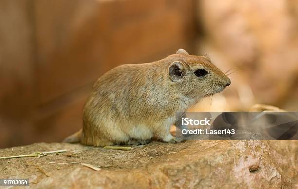 가까이에서 브라운 게르빌루스쥐 게르빌루스쥐에 대한 스톡 사진 및 기타 이미지 - 게르빌루스쥐, 애완 동물, 0명