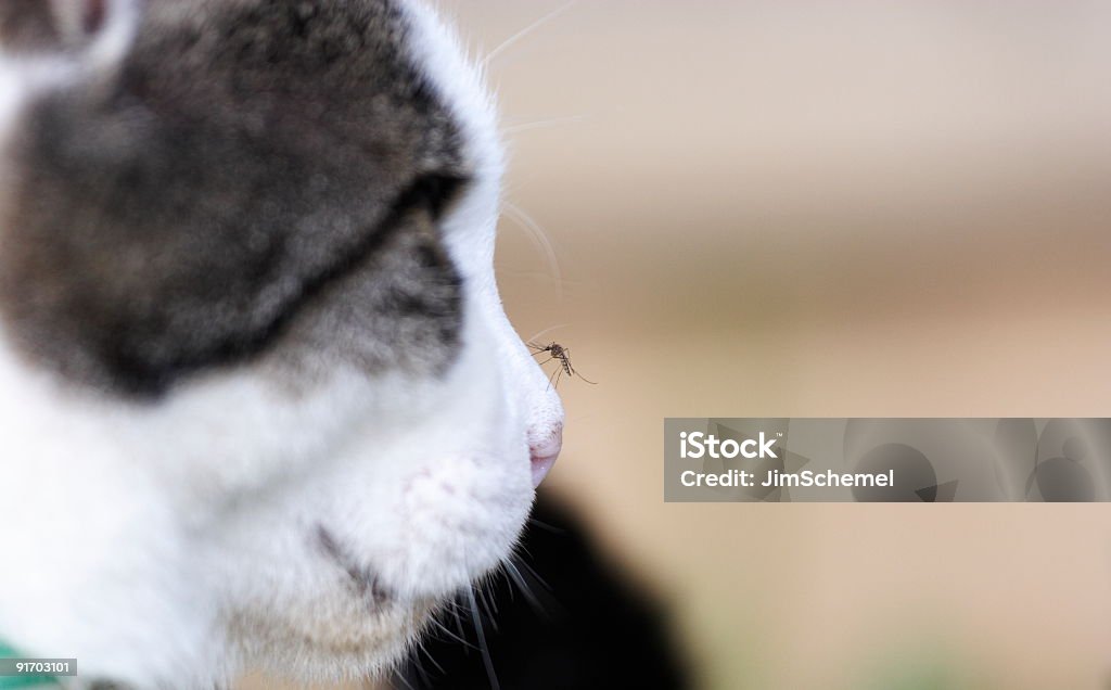 Mosquito on Cats nose  Domestic Cat Stock Photo