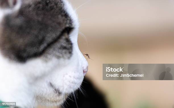Mosquito On Cats Nose Stock Photo - Download Image Now - Domestic Cat, Mosquito, Insect