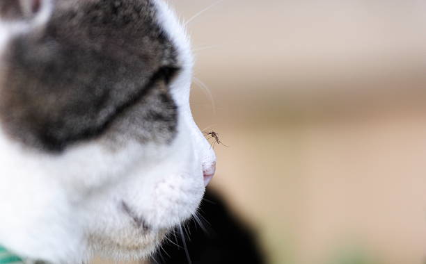 Mosquito com gatos nariz - foto de acervo
