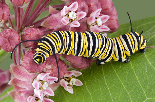 istock Monarch caterpillar on milkweed plant 91703156