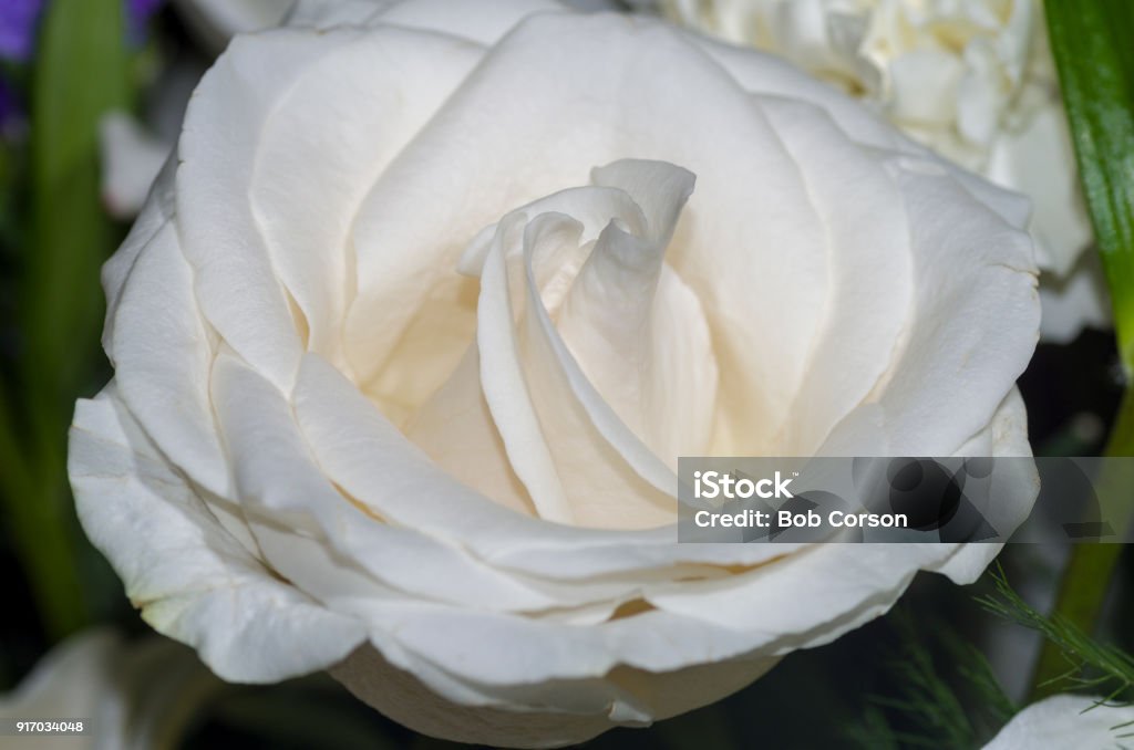 Whit Rise White Rose 2 Stock Photo - Download Image Now - Beauty, Blossom, Bud ...
