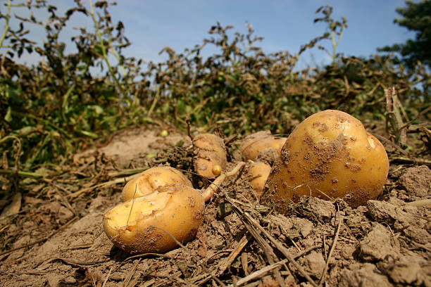 kartoffeln auf einem feld - root vegetable picking monoculture nutrient stock-fotos und bilder