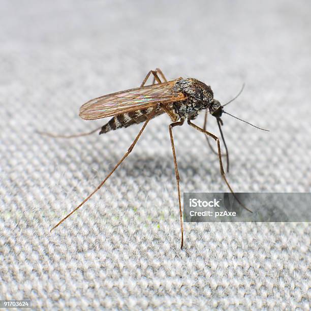 Komar - zdjęcia stockowe i więcej obrazów Bez ludzi - Bez ludzi, Bliskie zbliżenie, Ciało zwierzęcia