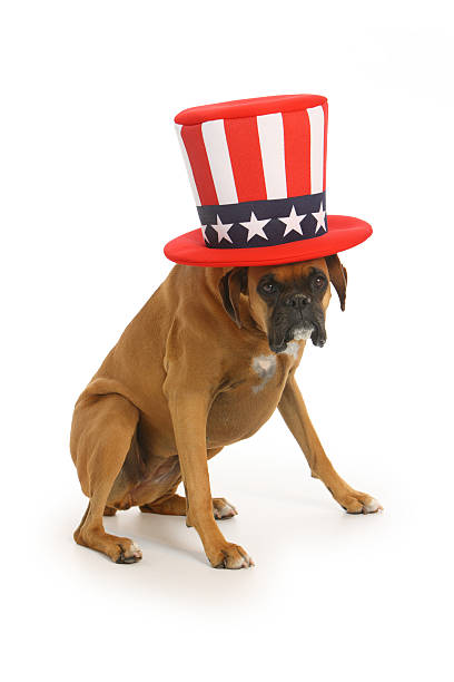 istock Boxer dog wearing patriotic hat 91703670