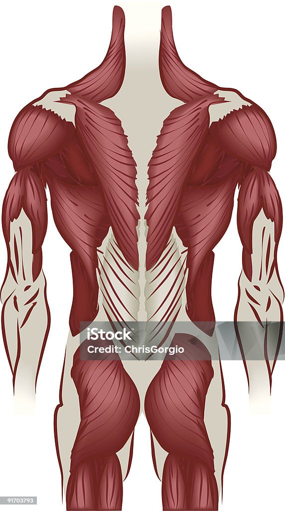 Illustration muscles du dos - clipart vectoriel de Anatomie libre de droits