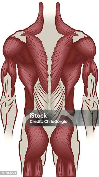 Illustration Muscles Du Dos Vecteurs libres de droits et plus d'images vectorielles de Anatomie - Anatomie, Biceps, Biologie