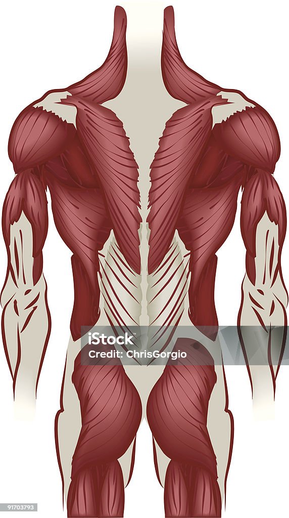 Ilustração músculos das costas - Vetor de Anatomia royalty-free