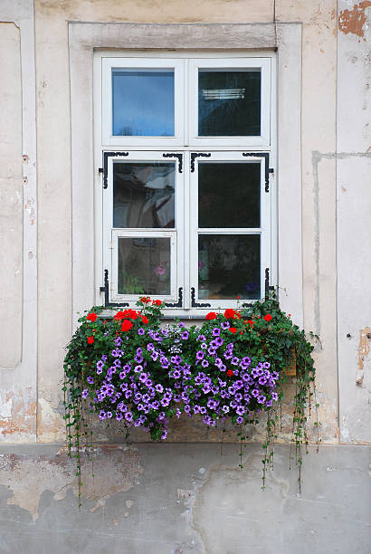 petúnia flores debaixo da janela - broken window concrete wall imagens e fotografias de stock