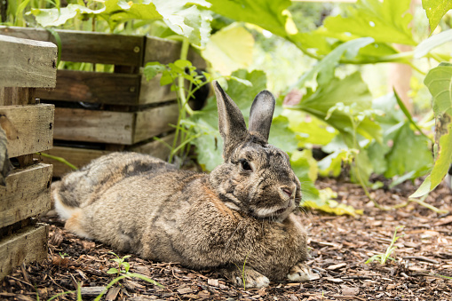 Adorable small brown and gray bunny rabbit relaxes in the garden