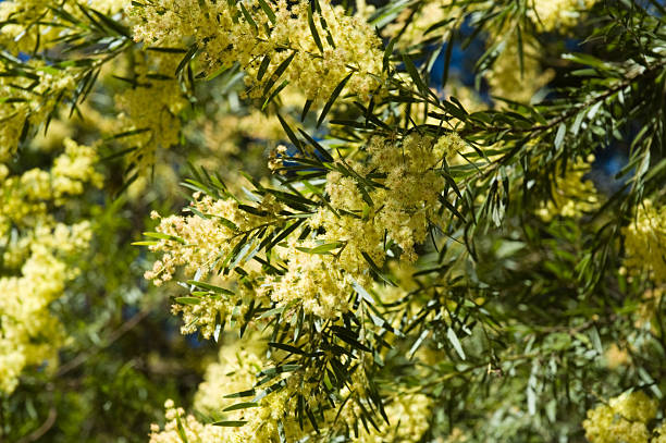 Árvore de mimosa em flor - fotografia de stock