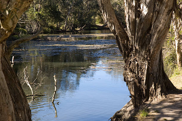 Paperbark alberi da Creek Bank - foto stock