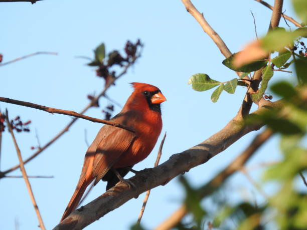 istock Male Cardinal before a Blue Sky, Close-up 917043630