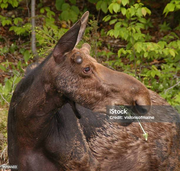 Hungry Moose Stock Photo - Download Image Now - Animal Wildlife, Animals In  The Wild, Bull Moose - iStock